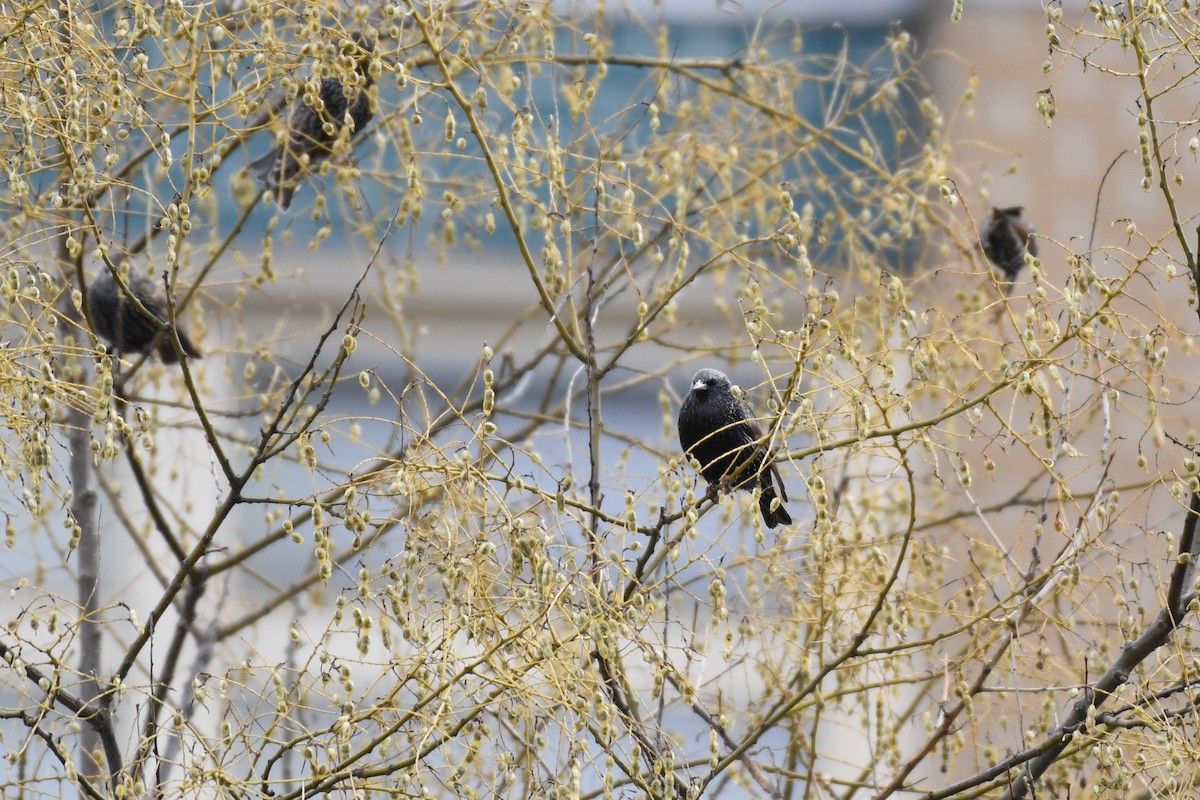 ホシムクドリ - ML647594702