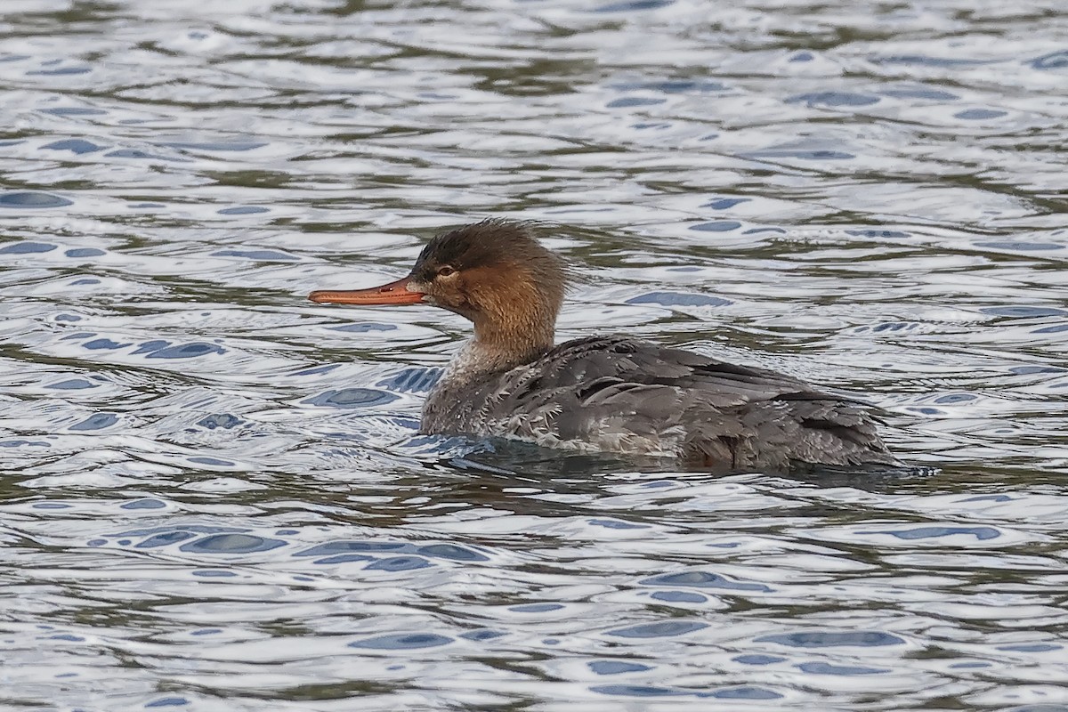 ウミアイサ - ML647594704