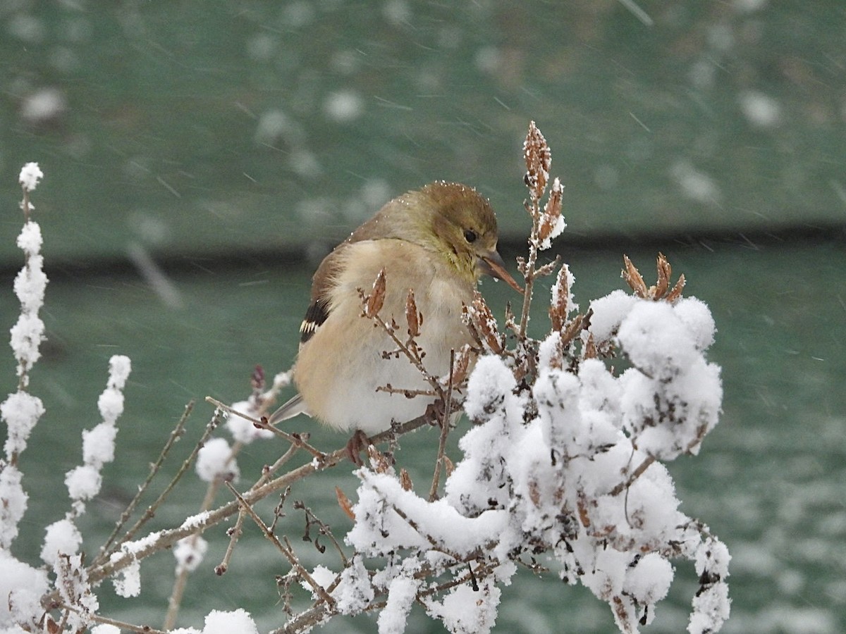 オウゴンヒワ - ML647594708