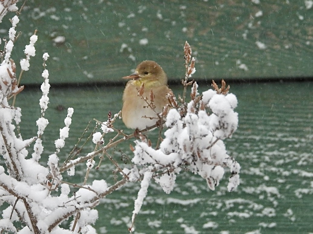 オウゴンヒワ - ML647594709