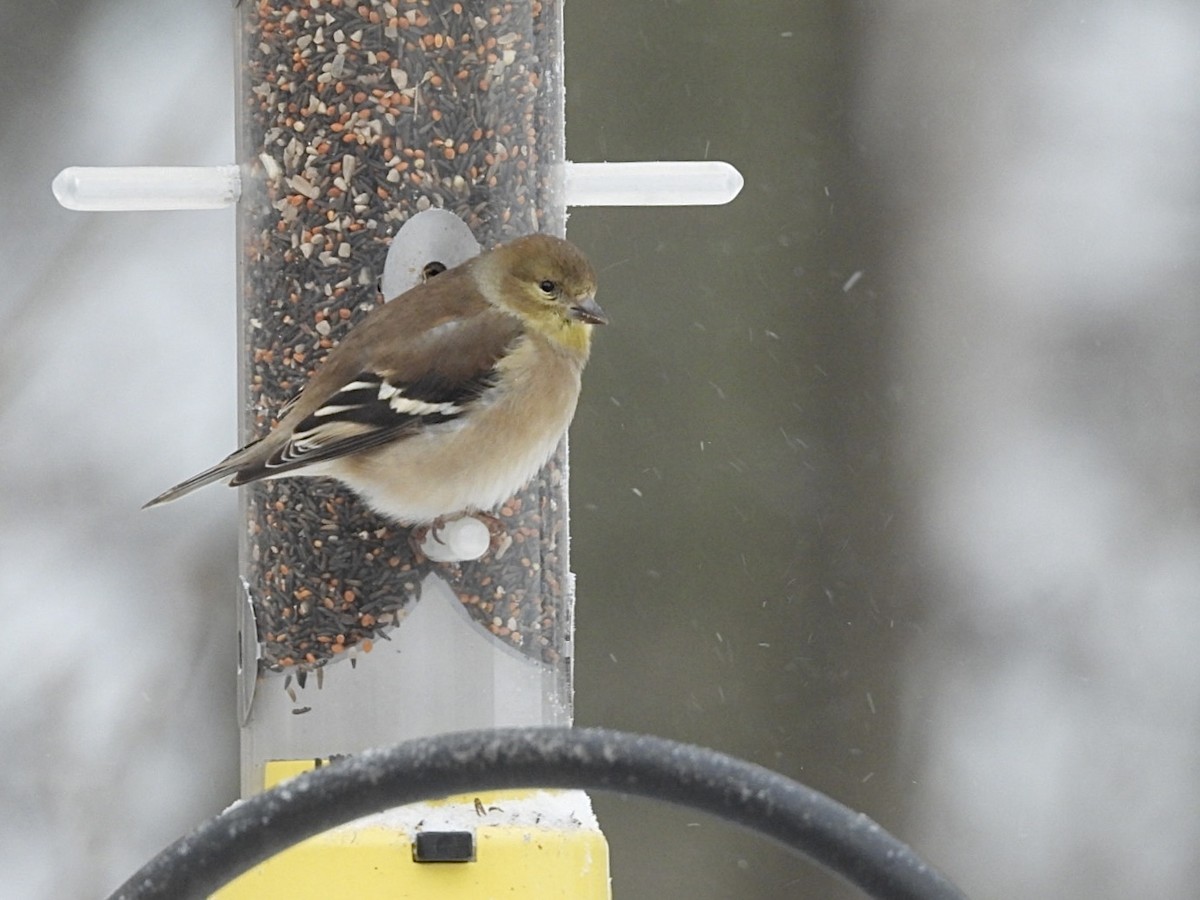 オウゴンヒワ - ML647594710