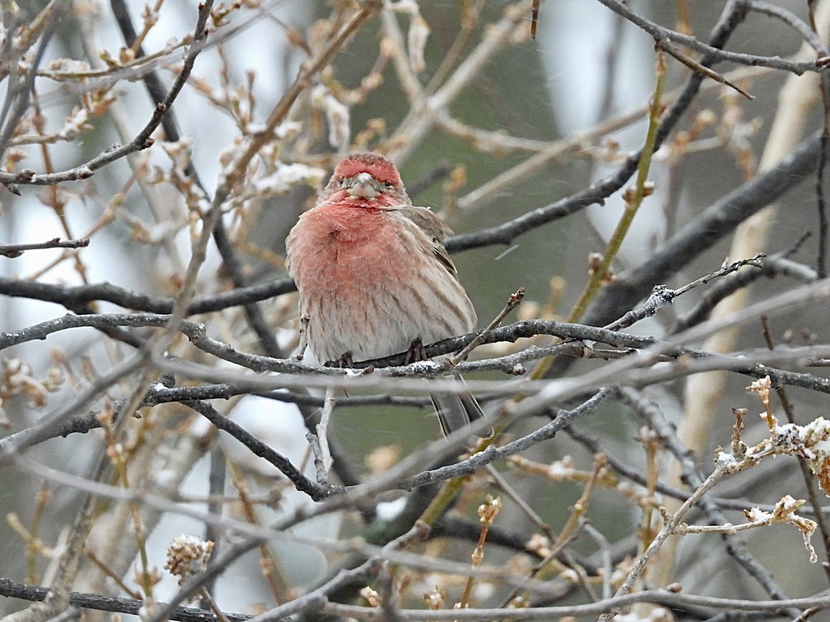 House Finch - ML647594717