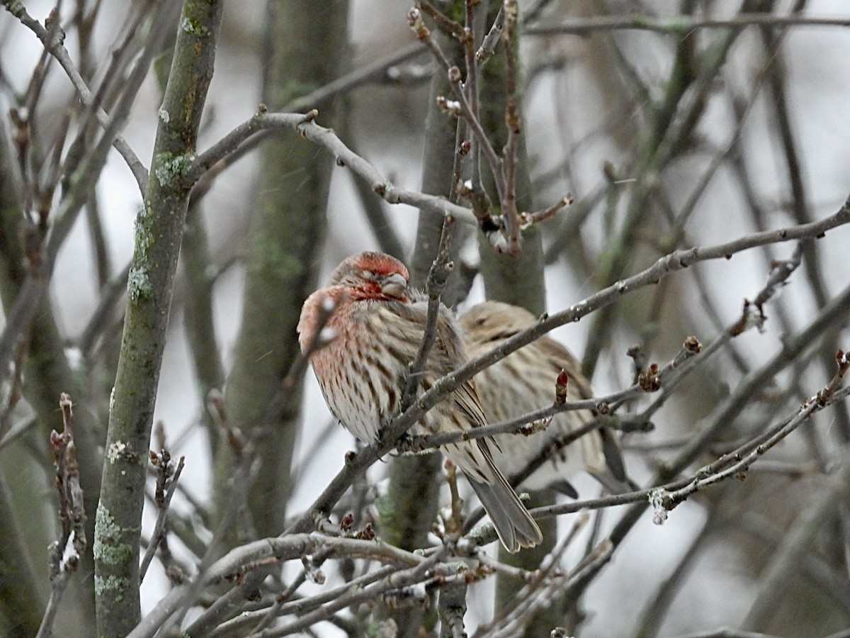 House Finch - ML647594719