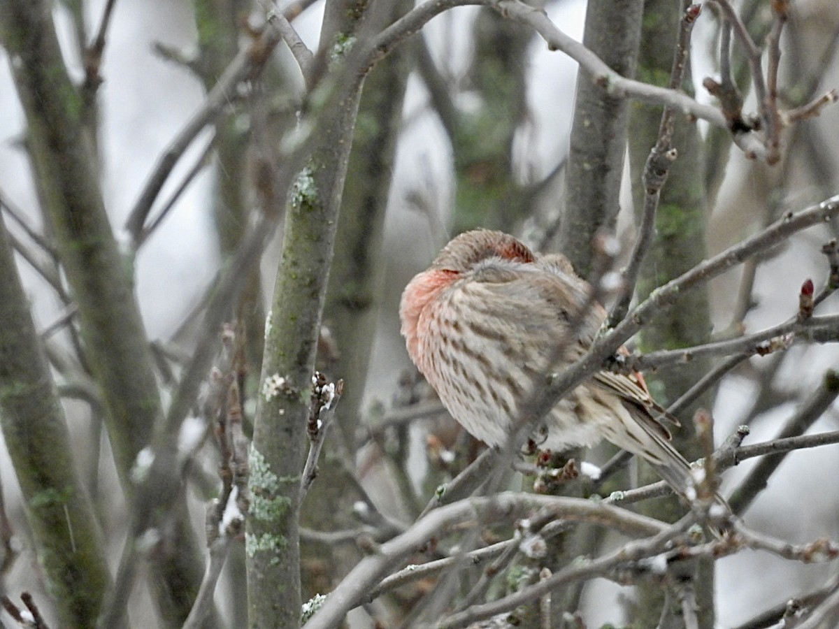 House Finch - ML647594720