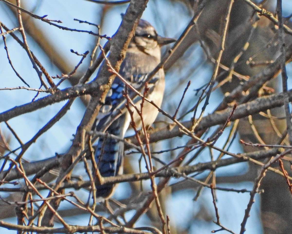 Blue Jay - ML647594728
