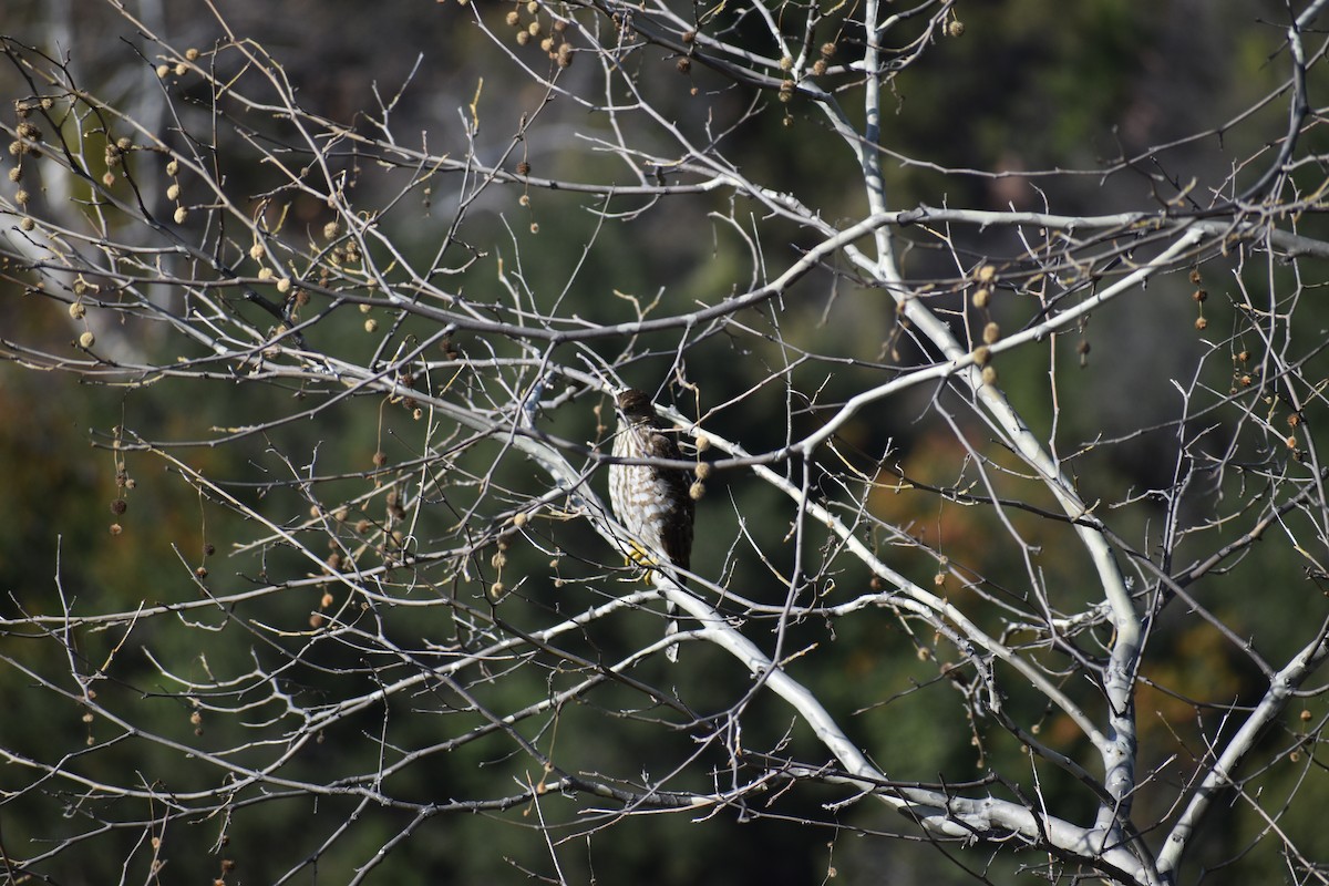 Cooper's Hawk - ML647594738