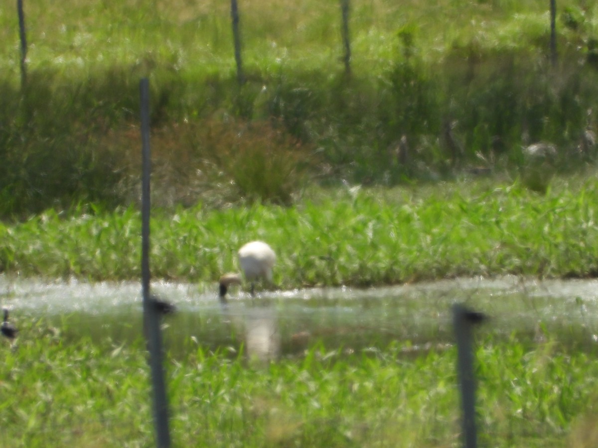 Косар королівський - ML647594743