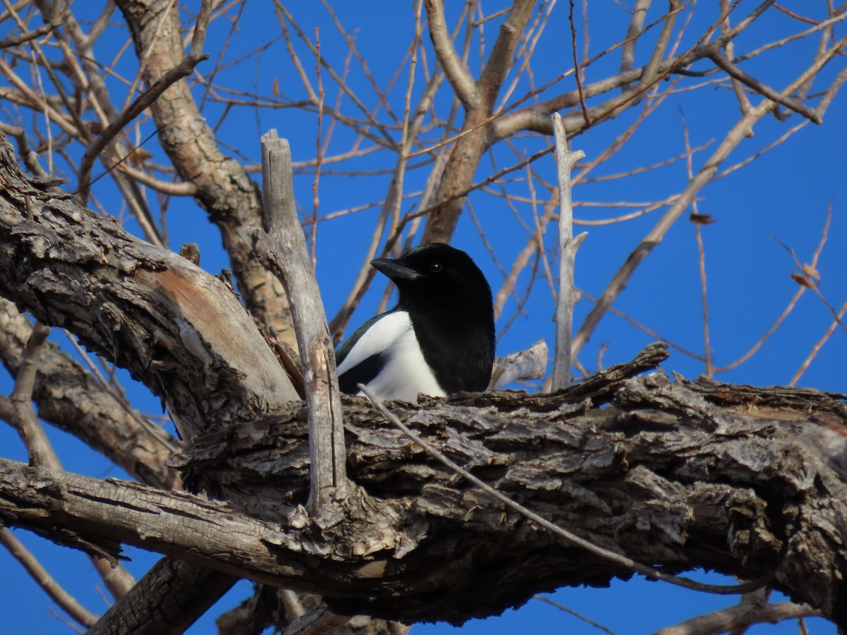 Черноклювая сорока - ML647594753