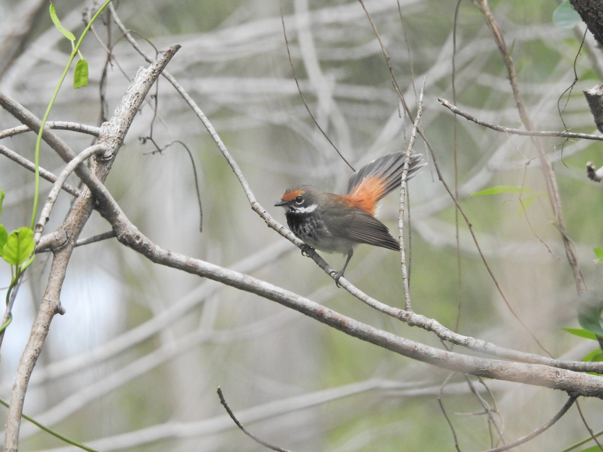 Australian Rufous Fantail - ML647594771