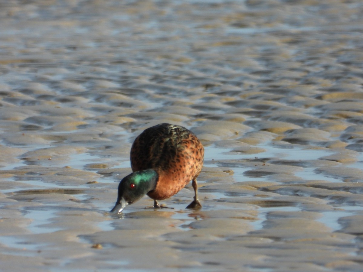 Chestnut Teal - ML647594782