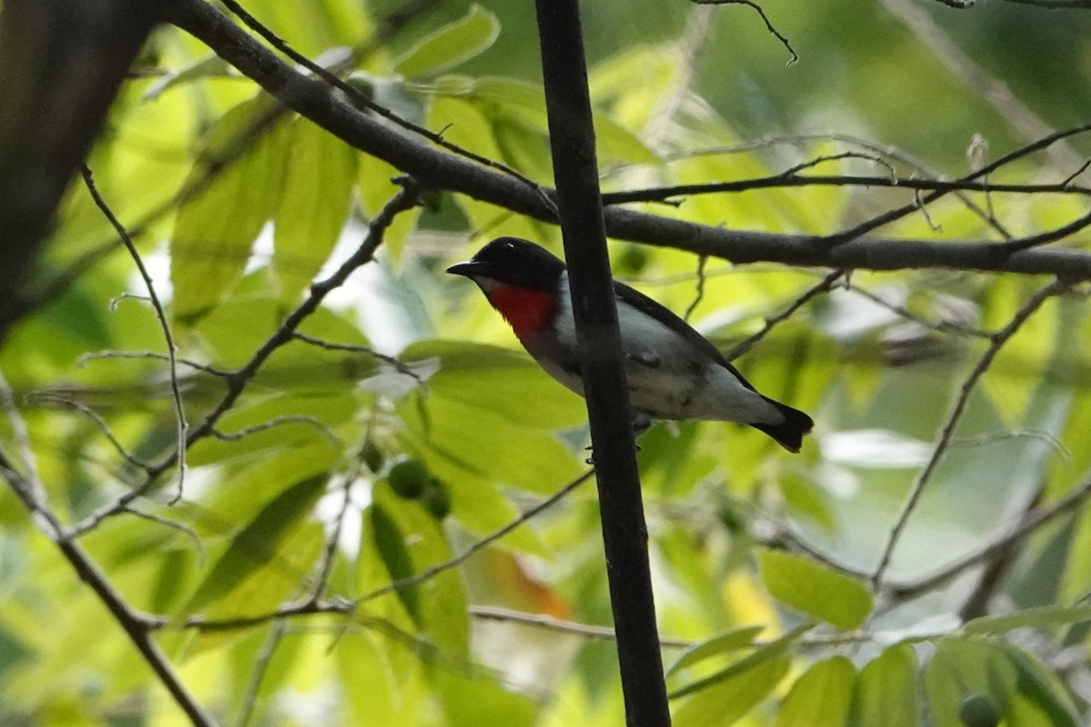 Red-chested Flowerpecker - ML647594784