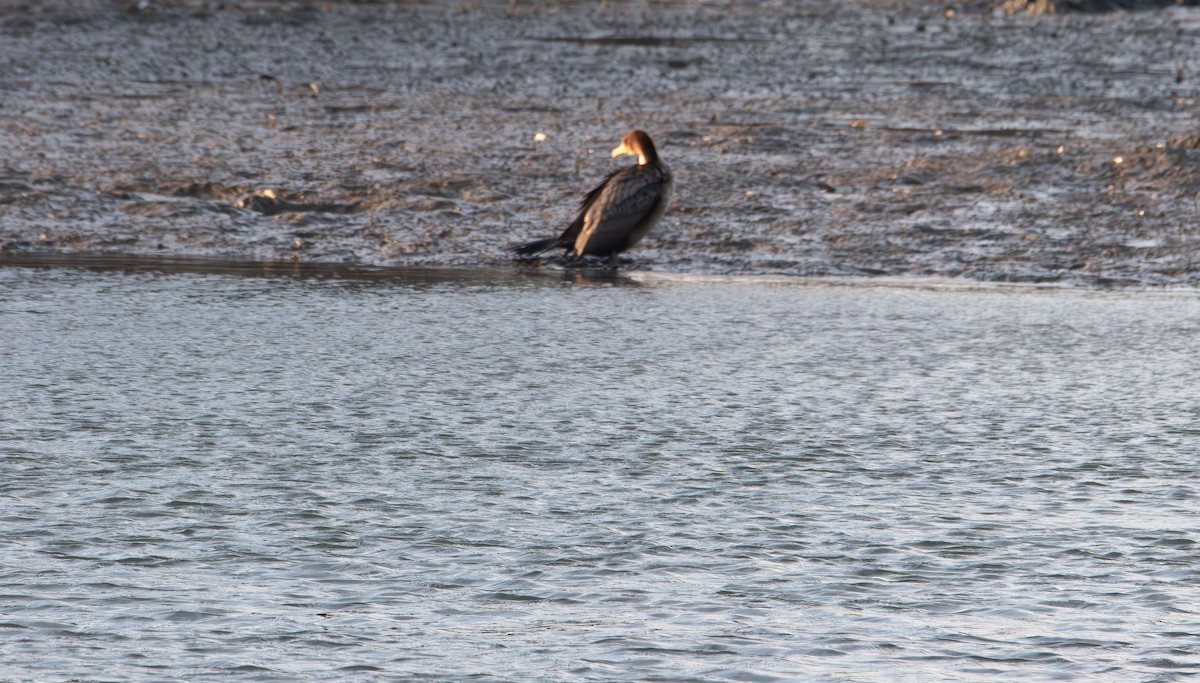 Cormoran à aigrettes - ML647594790