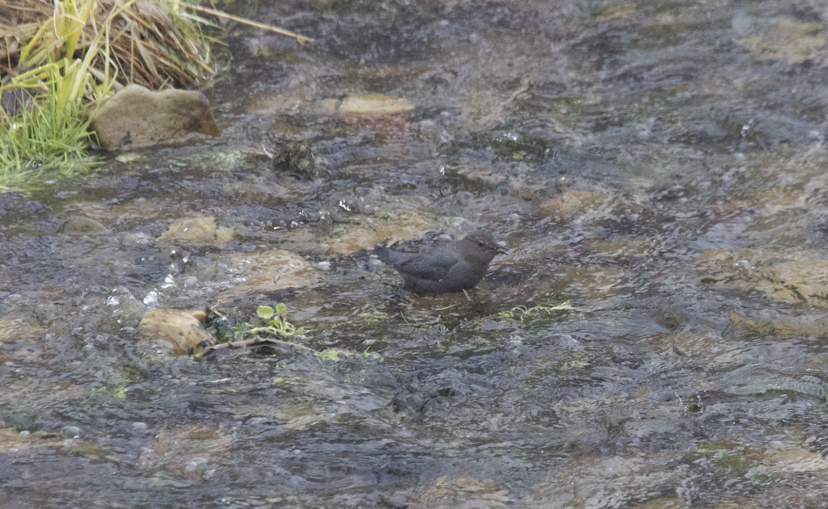 American Dipper - ML647594792