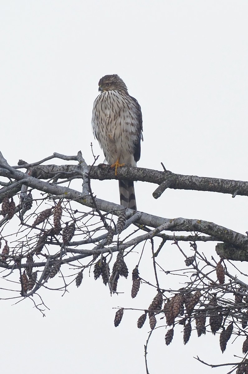 Cooper's Hawk - ML647594802
