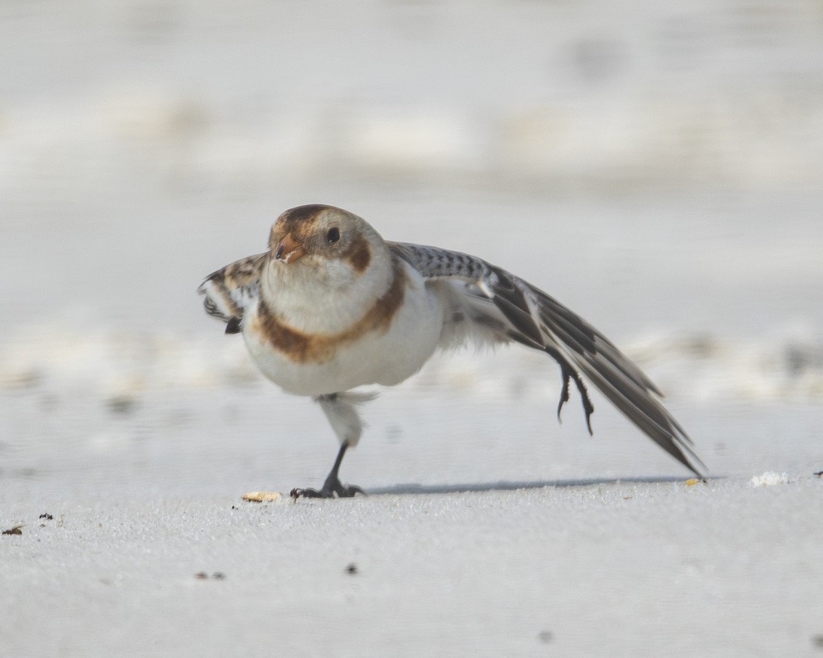 Пуночка - ML647594807