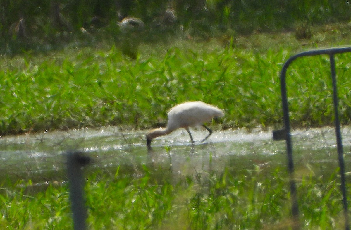 Королевская колпица - ML647594809