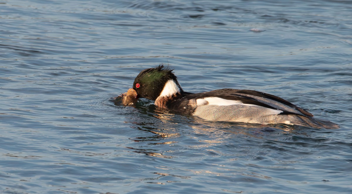 Длинноносый крохаль - ML647594819