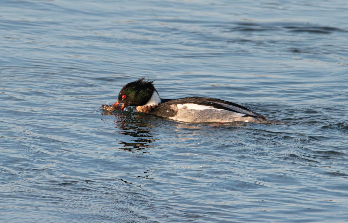 Длинноносый крохаль - ML647594820