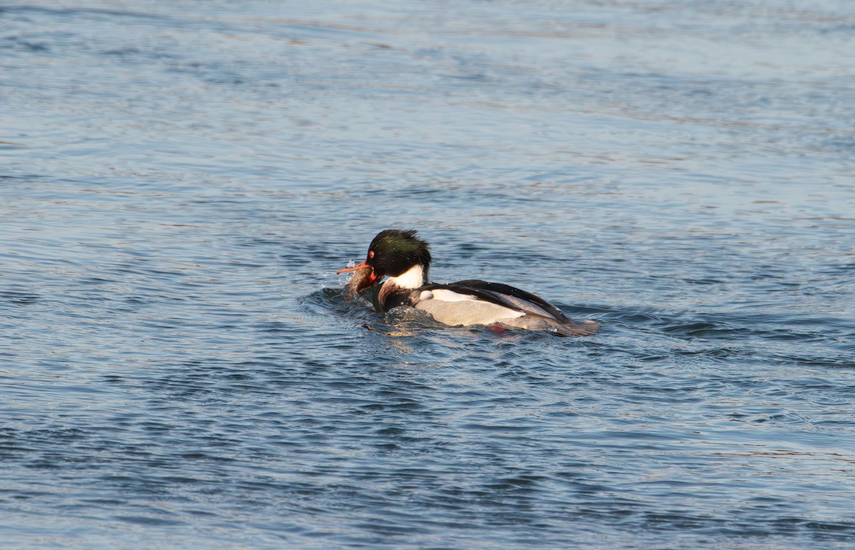 Длинноносый крохаль - ML647594821