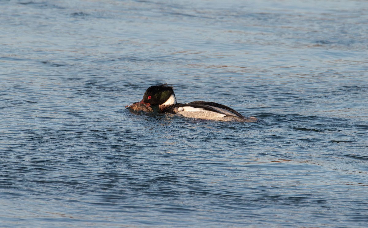 Длинноносый крохаль - ML647594822