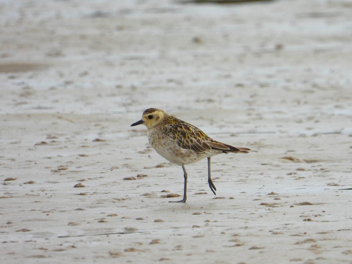 Бурокрылая ржанка - ML647594833