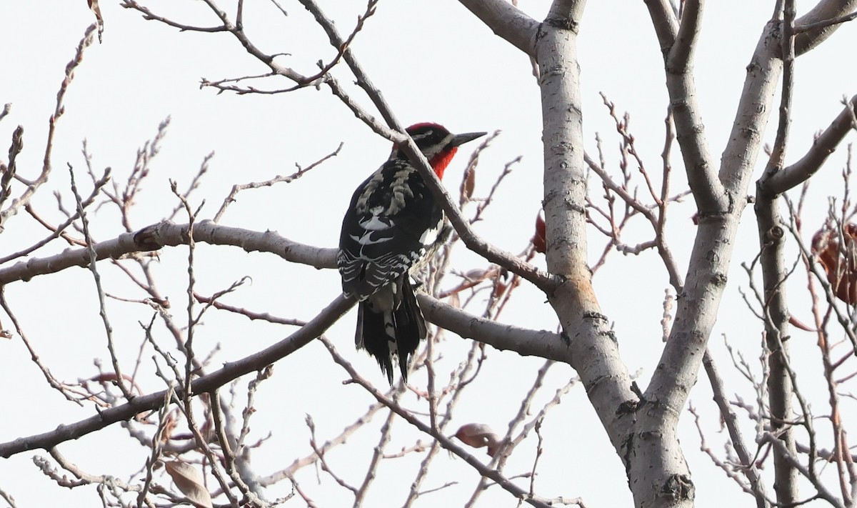 Красногорлый дятел-сокоед - ML647594835