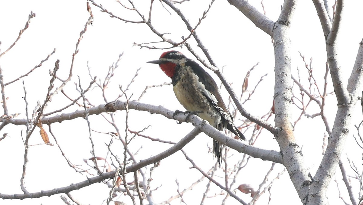 Красногорлый дятел-сокоед - ML647594836