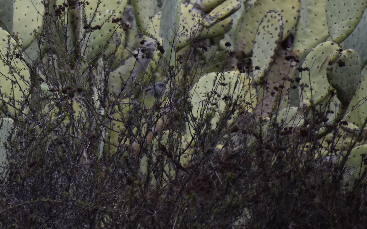 Калифорнийская комароловка - ML647594837