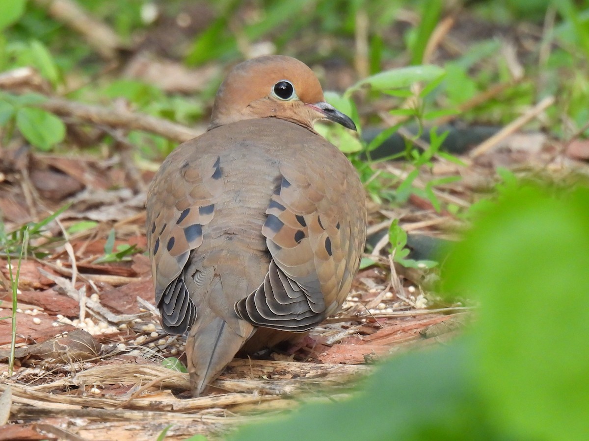 Плачущая горлица - ML647594838