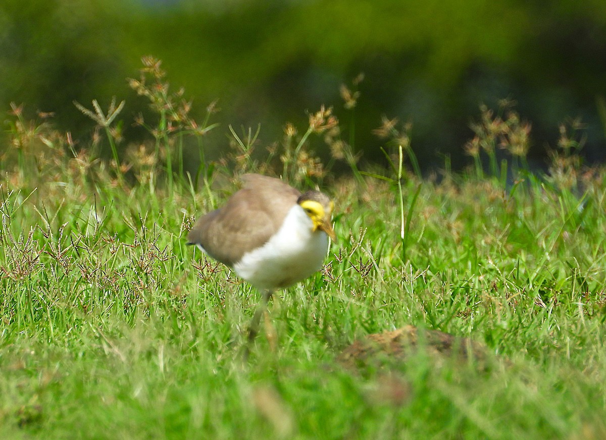 Солдатский чибис - ML647594842
