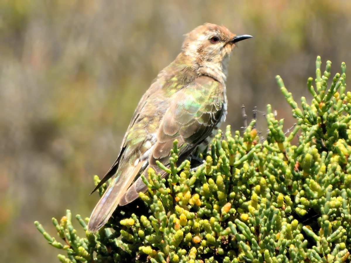 Рыжехвостая кукушка - ML647594843