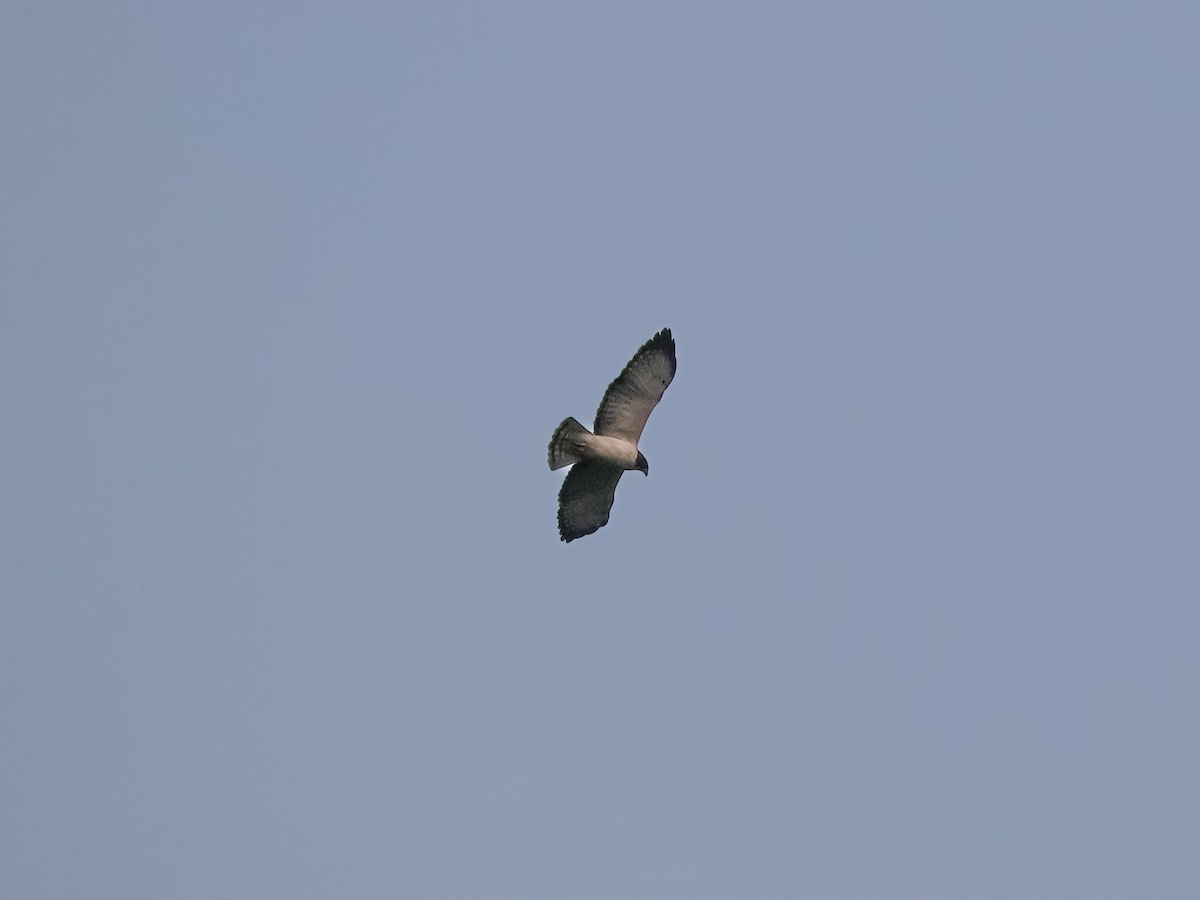 Короткохвостый канюк - ML647594844