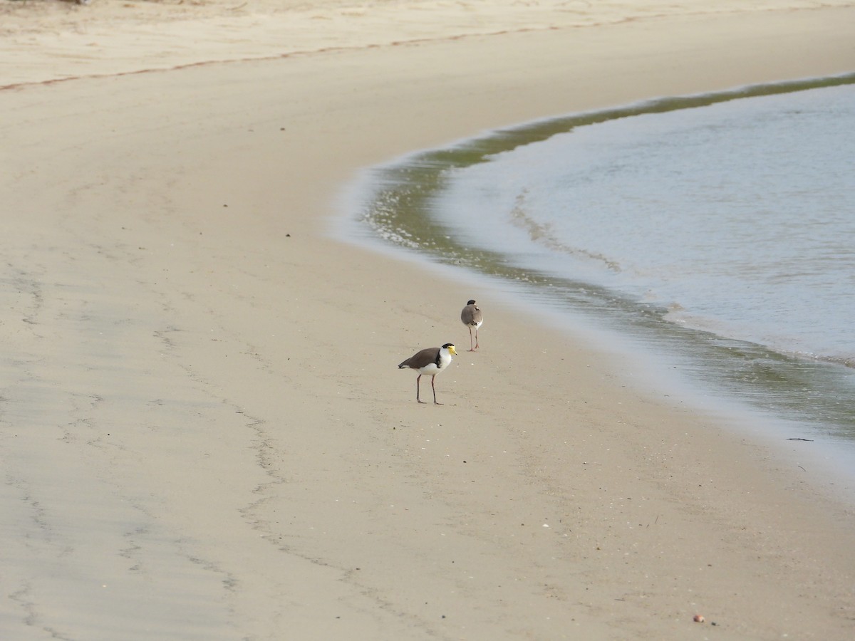 Солдатский чибис - ML647594845