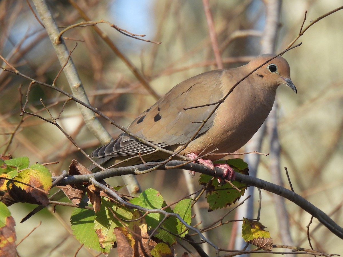 Плачущая горлица - ML647594846