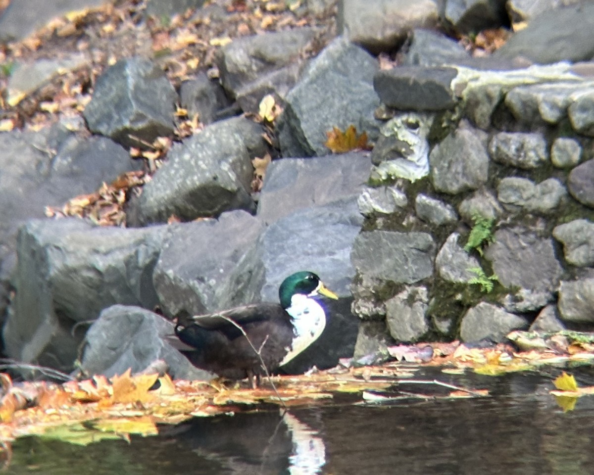 Кряква - ML647594847