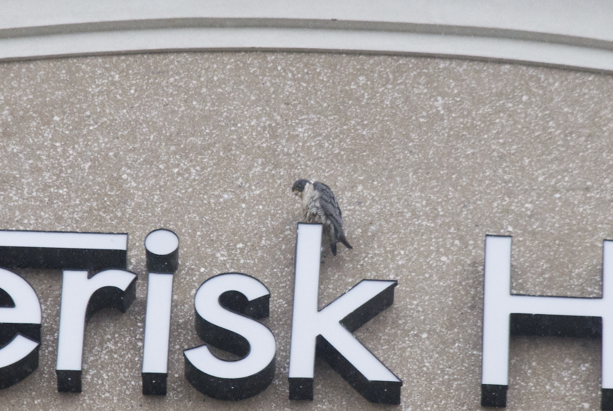 Сапсан - ML647594848