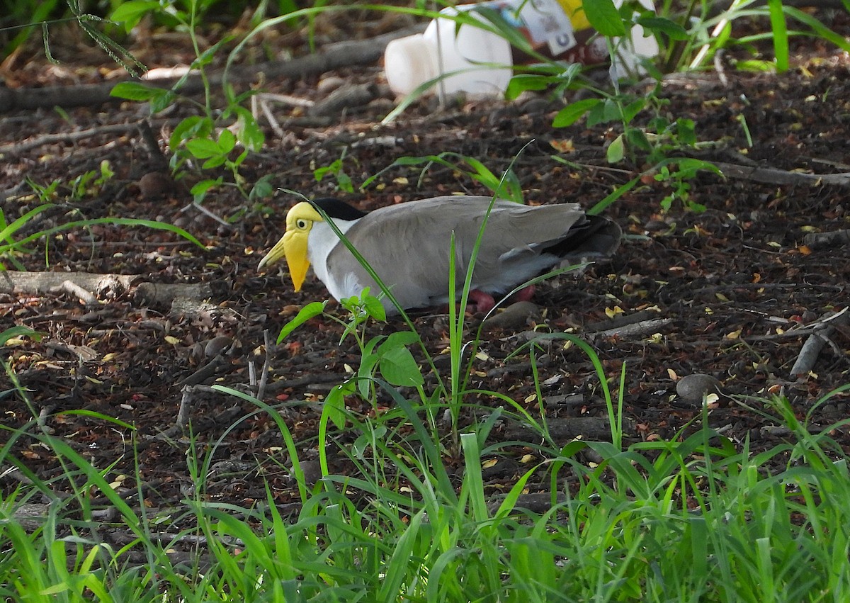 Солдатский чибис - ML647594850