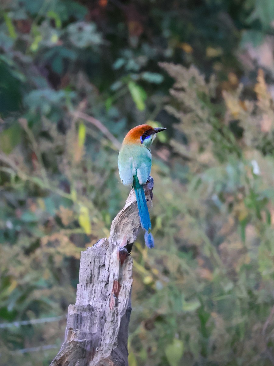 Бурошапочный момот - ML647594851