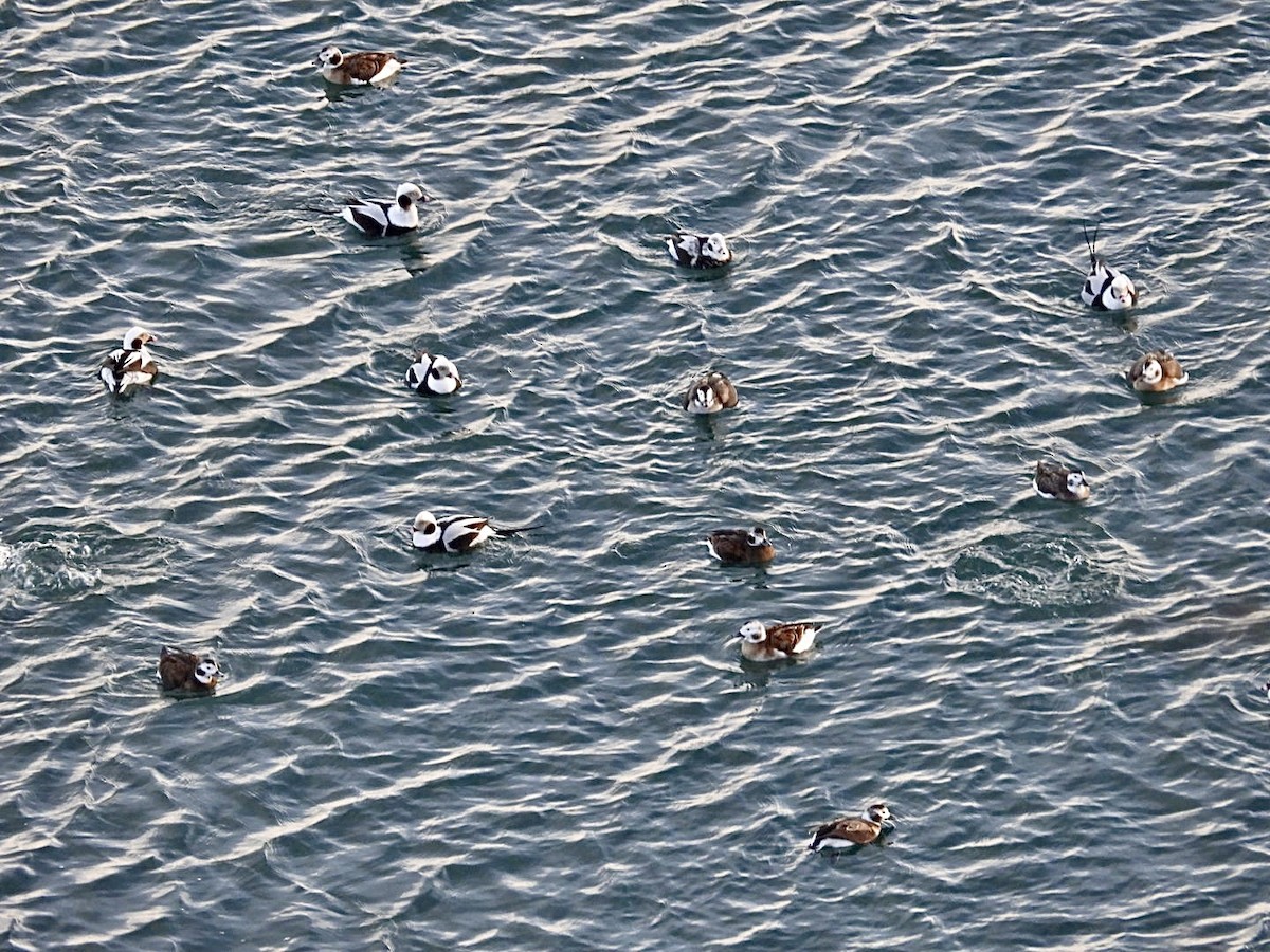 Морянка - ML647594852