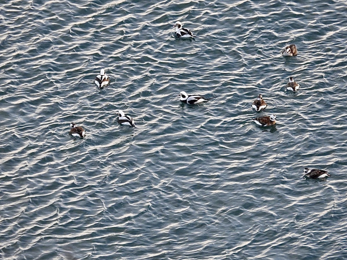 Морянка - ML647594853