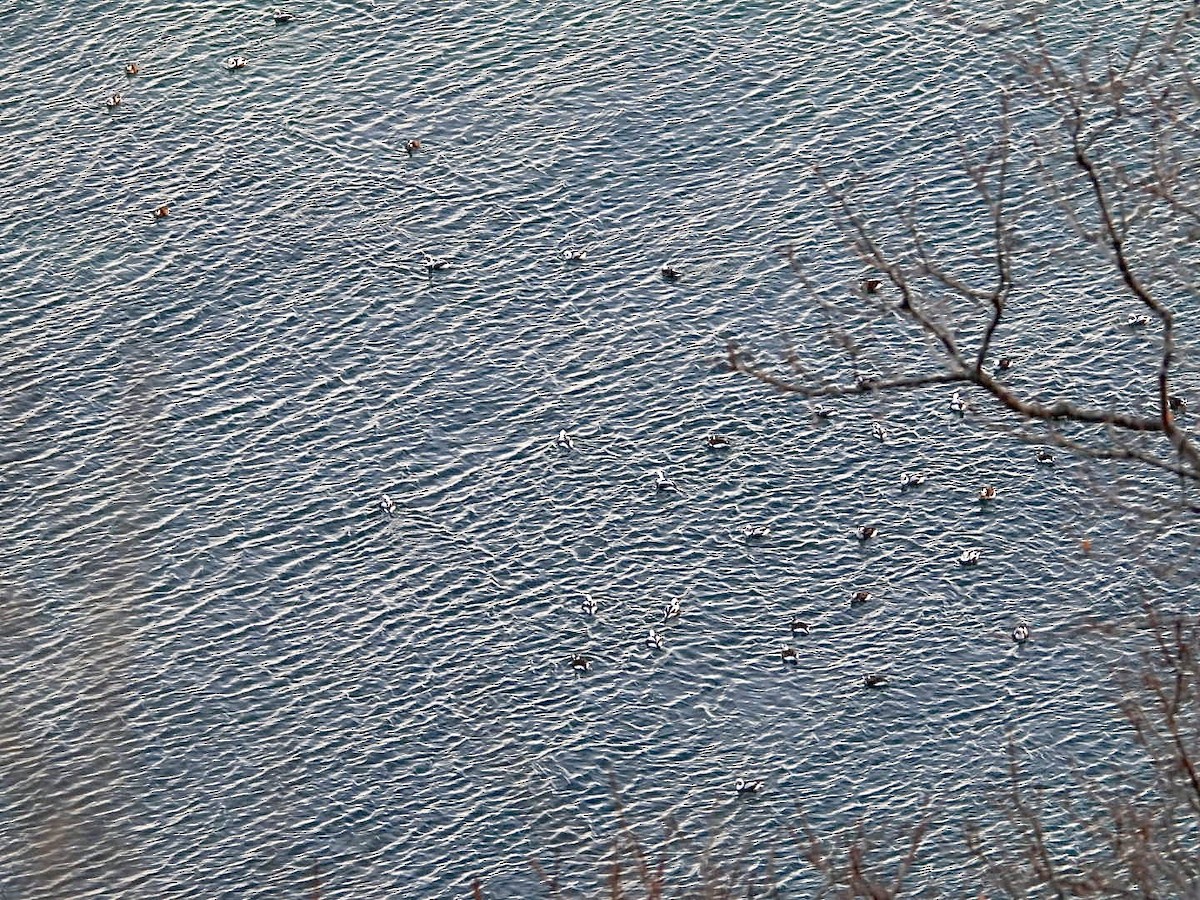 Морянка - ML647594854