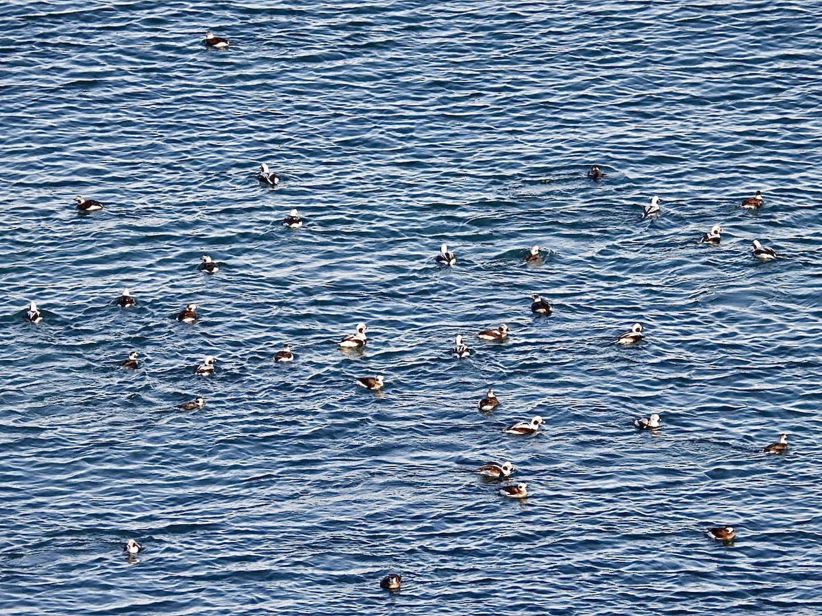 Морянка - ML647594855