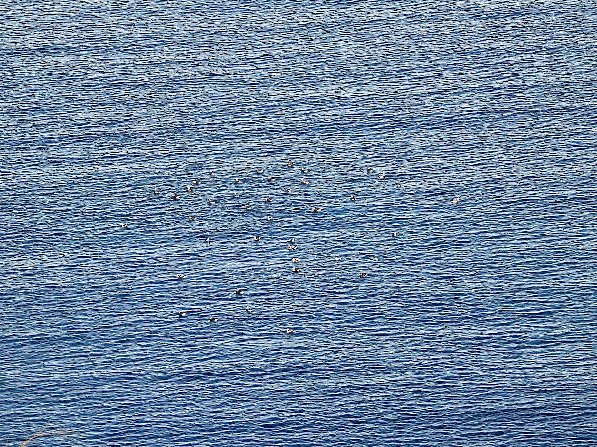 Морянка - ML647594856