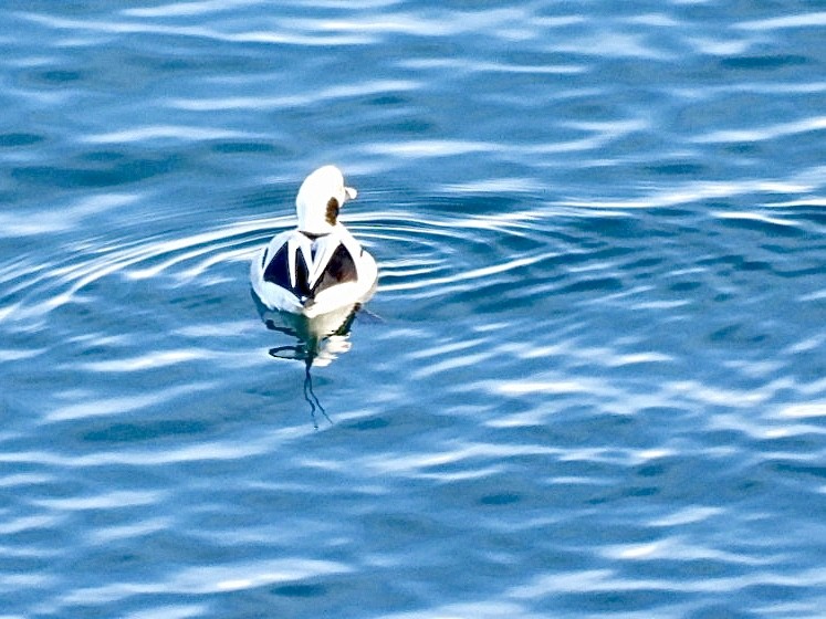 Морянка - ML647594857