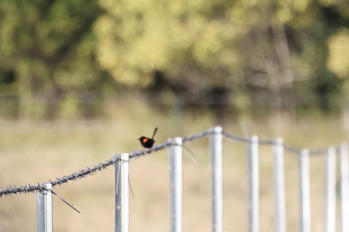 Чёрно-красный малюр - ML647594858