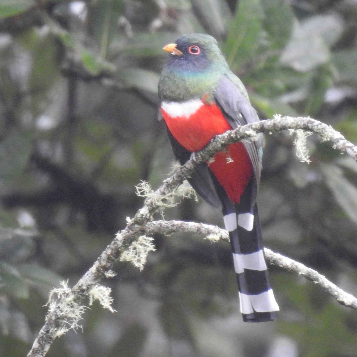 Горный трогон - ML647594859