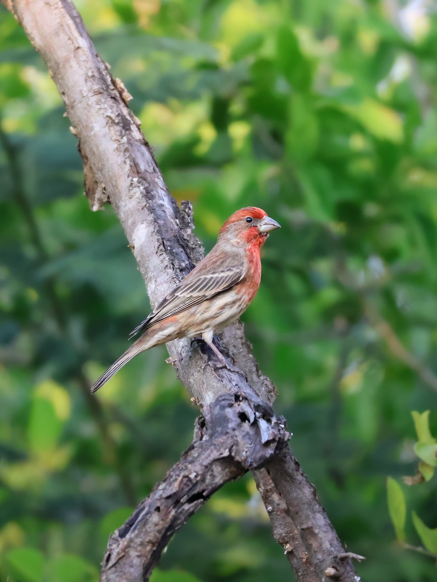 Мексиканская чечевица - ML647594861