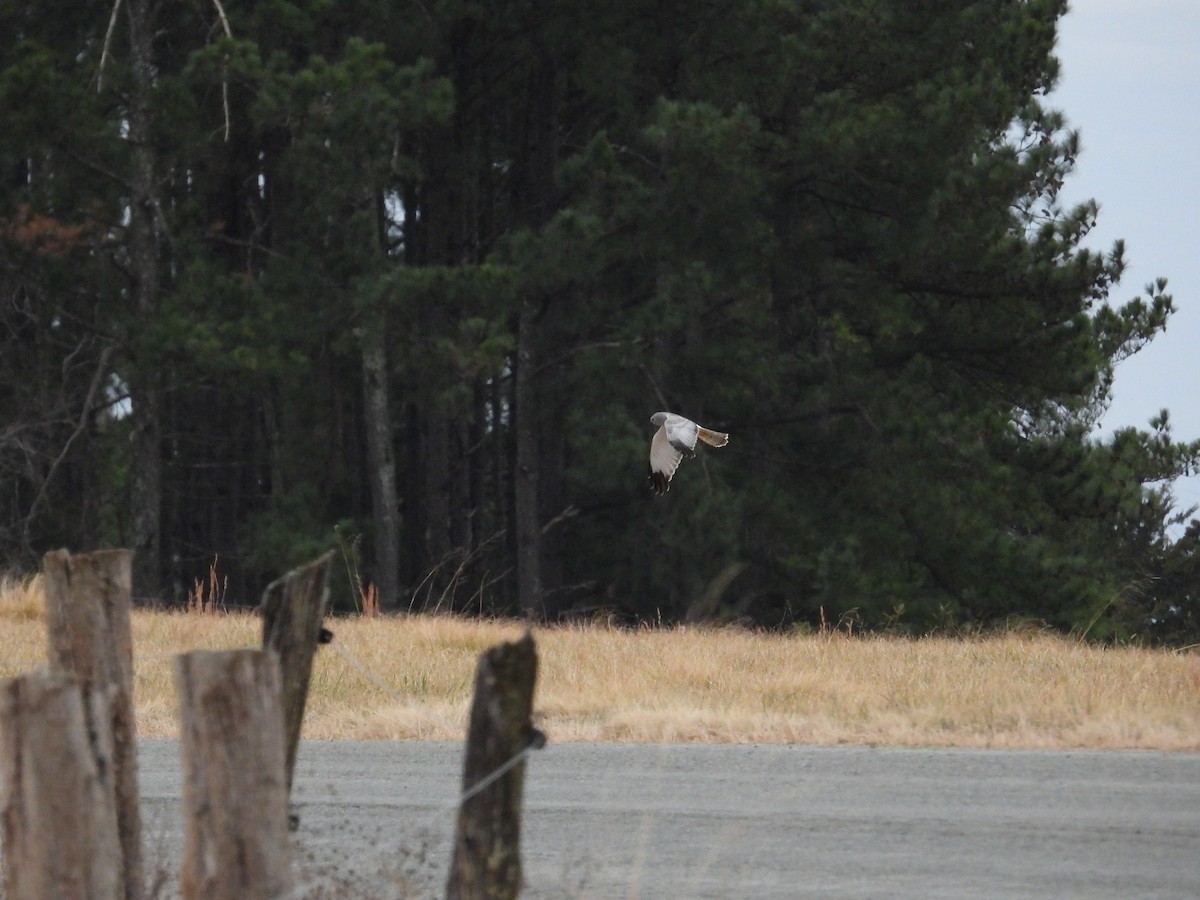 moták severoamerický - ML647594877