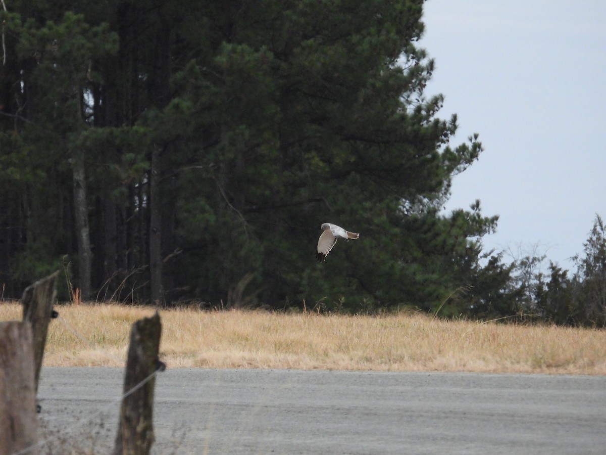 moták severoamerický - ML647594878