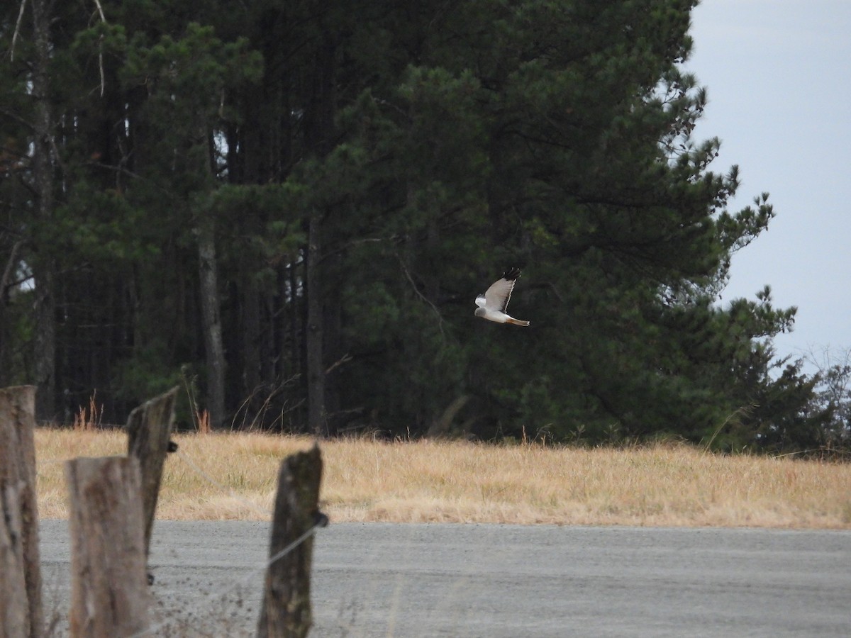 moták severoamerický - ML647594879